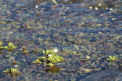 Shinnersia rivularis