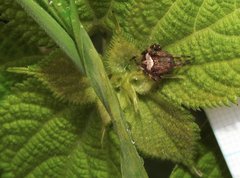 Neoscona menghaiensis