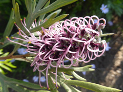Grevillea acanthifolia