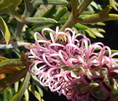 Grevillea acanthifolia