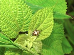 Neoscona menghaiensis