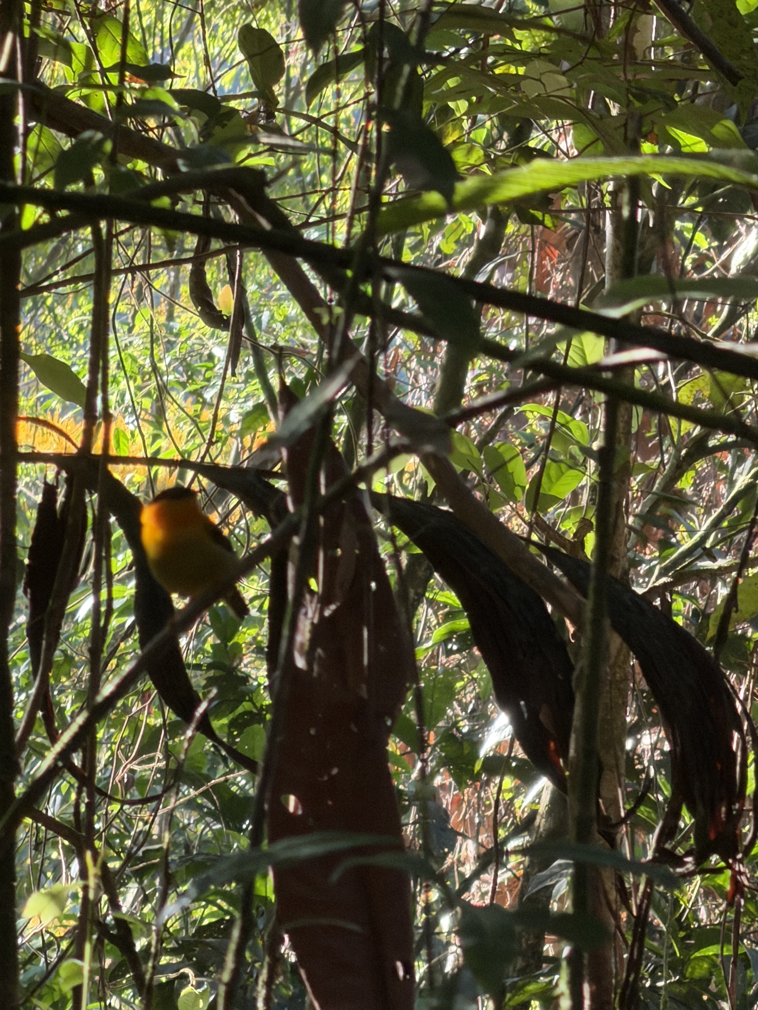Orange-collared Manakin (Manacus aurantiacus), photo 2
