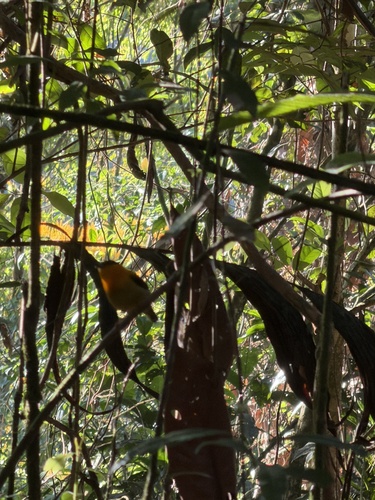 Orange-collared Manakin (Manacus aurantiacus), photo 3
