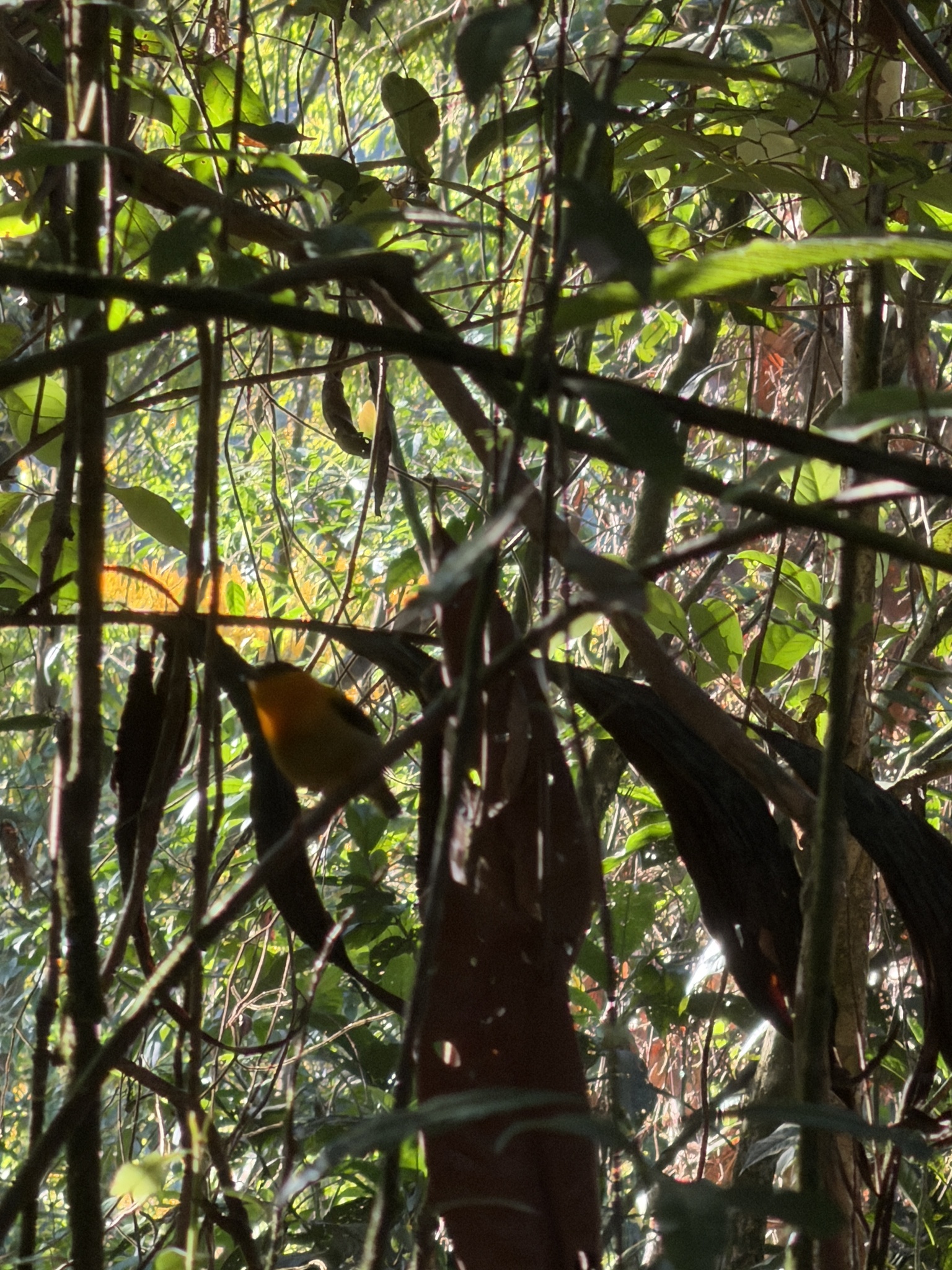 Orange-collared Manakin (Manacus aurantiacus), photo 3