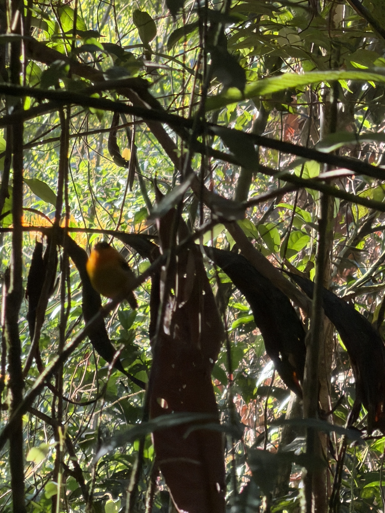 Orange-collared Manakin (Manacus aurantiacus), photo 4
