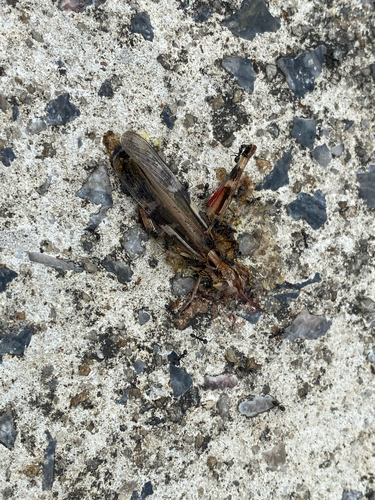 Asian Tyrant Ant