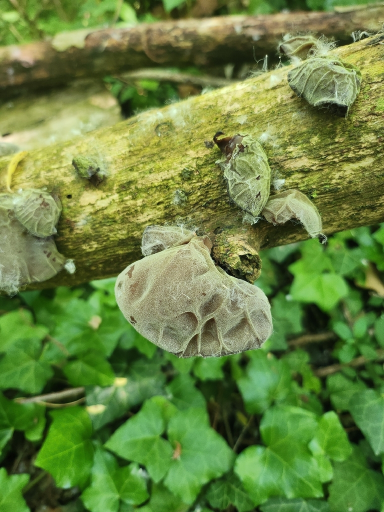 Auricularia auricula-judae · May 2026 · photo: © nardognolo (iNaturalist, cc-by)