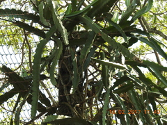 Selenicereus undatus