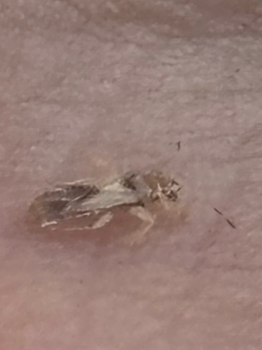 Bronze bug photo 4