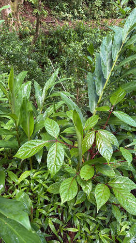 Bischofia javanica, 2026-05-09