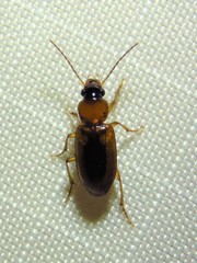 Stenolophus dissimilis