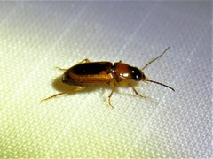 Stenolophus dissimilis