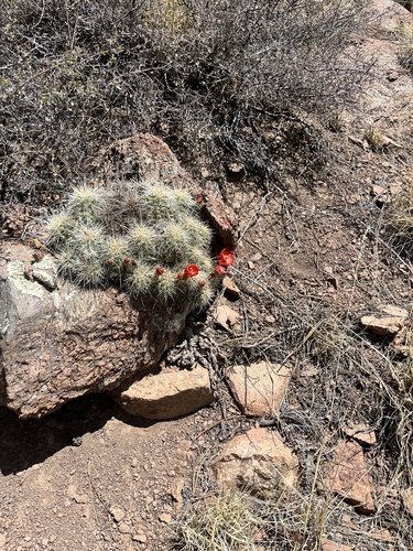 Hedgehog Cactus