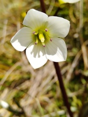 Gentianella tenuifolia