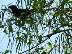 Crotophaga sulcirostris