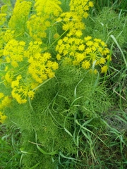 Prangos ferulacea