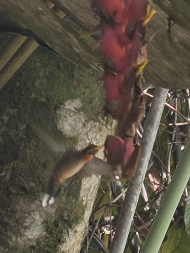 Band-tailed Barbthroat (Threnetes ruckeri)