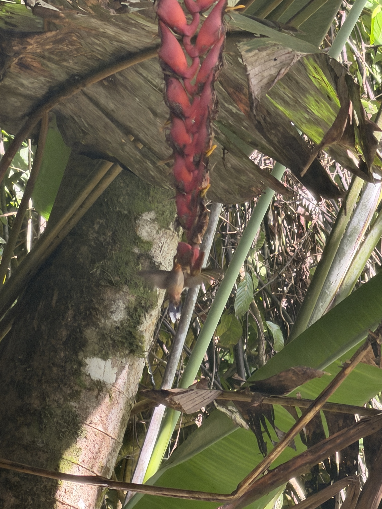 Band-tailed Barbthroat (Threnetes ruckeri), photo 2