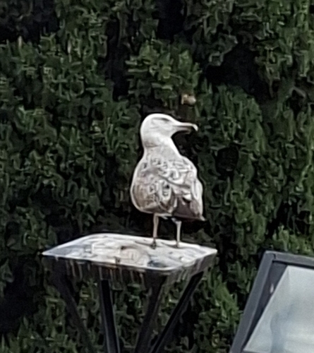 Avistamiento Gaviota patiamarilla