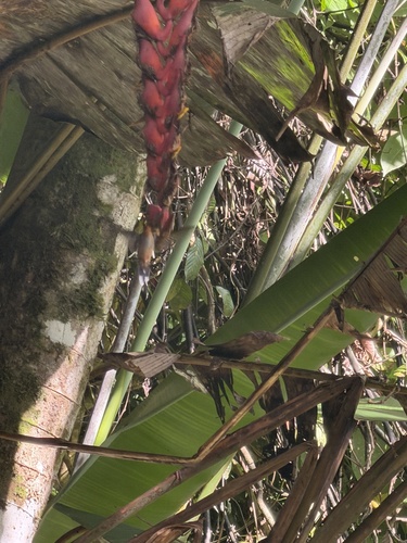 Band-tailed Barbthroat (Threnetes ruckeri), photo 10