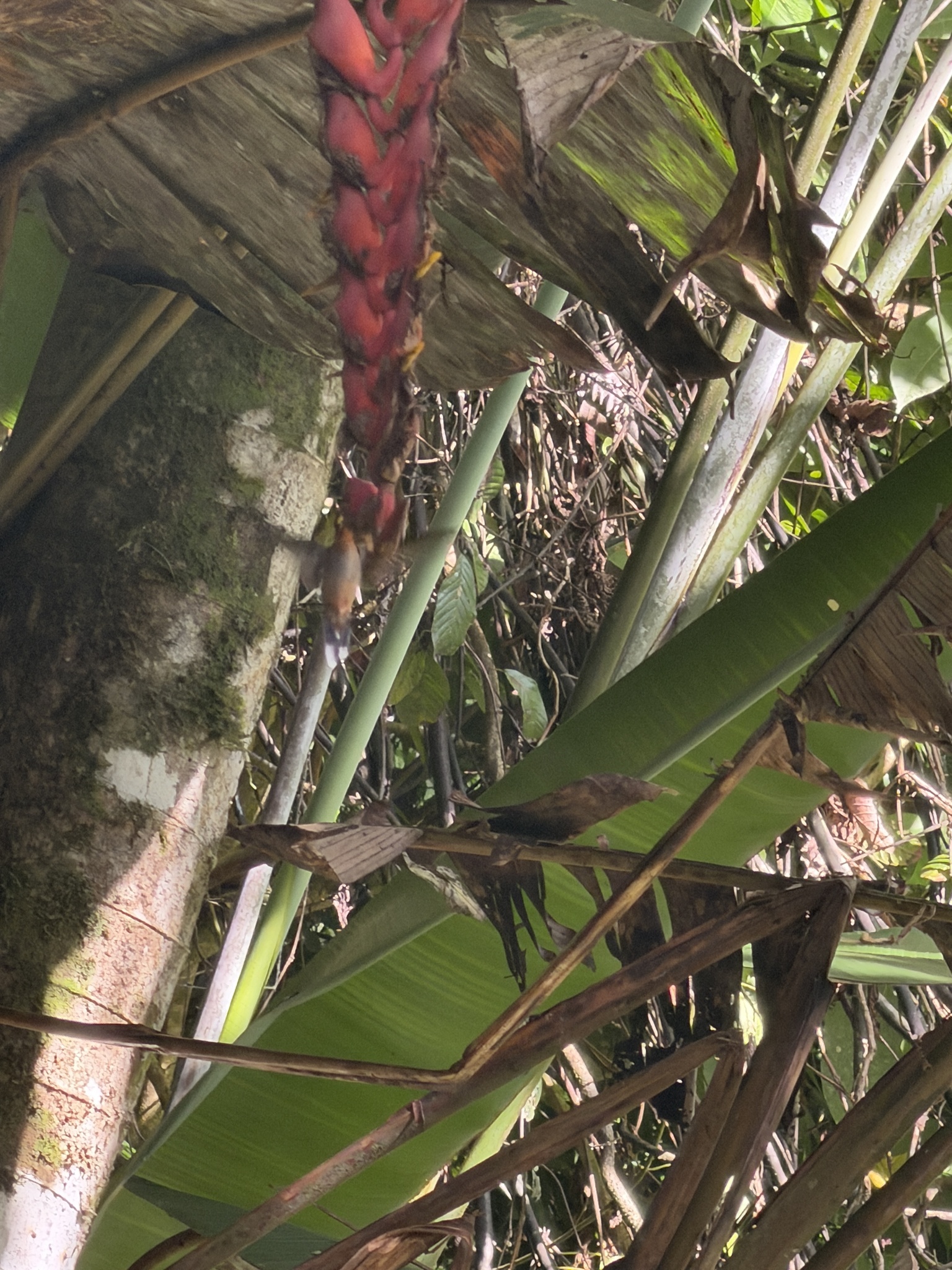 Band-tailed Barbthroat (Threnetes ruckeri), photo 3
