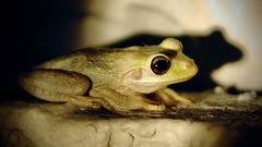 Osteopilus septentrionalis