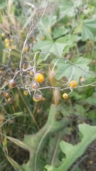 Solanum elaeagnifolium