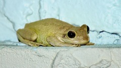 Osteopilus septentrionalis