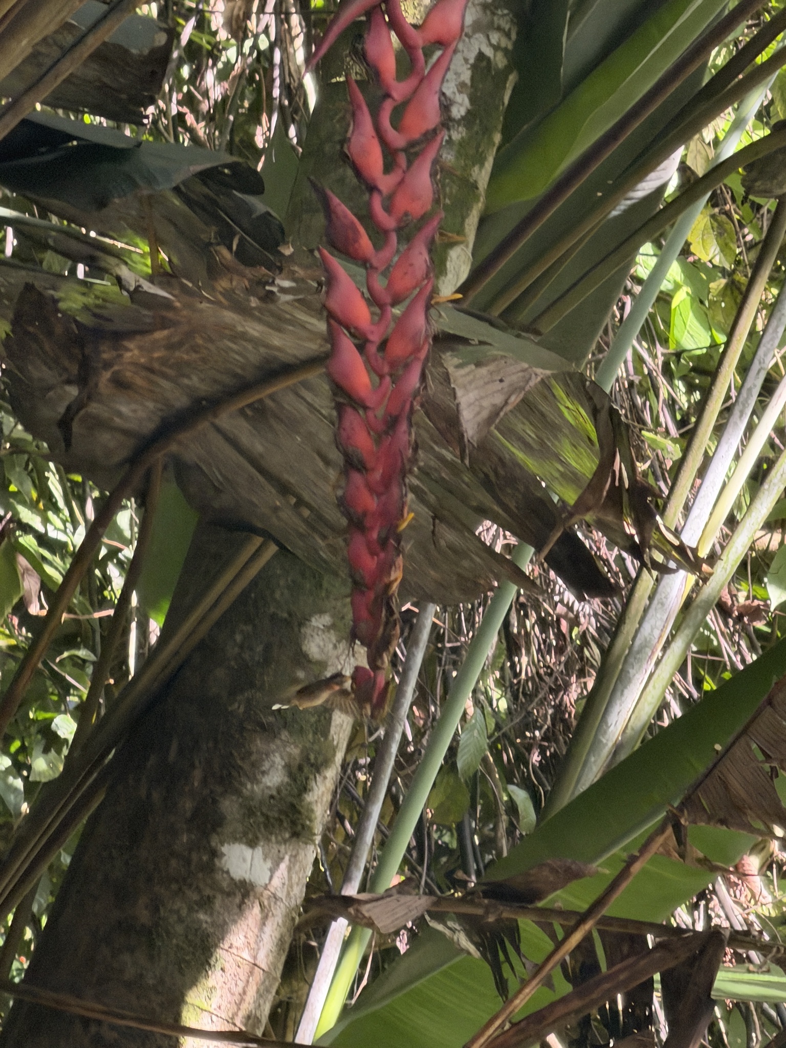Band-tailed Barbthroat (Threnetes ruckeri), photo 4