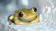 Osteopilus septentrionalis