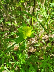 Euphorbia verrucosa, photograph (c) Leonardo Rapisarda, some rights reserved (CC BY)