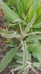Solanum elaeagnifolium