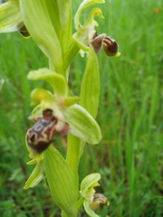 Ophrys umbilicata