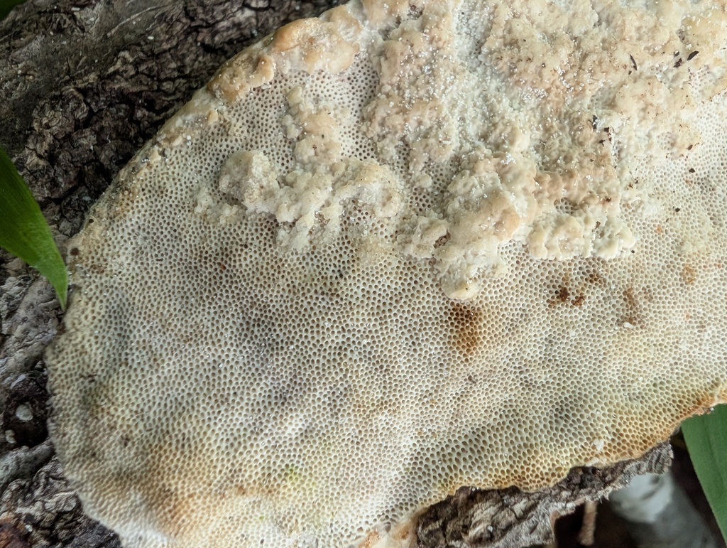 Trametes orientalis · May 2026 · photo: © atsushi_nakajima_cirque (iNaturalist, cc-by)
