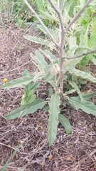 Solanum elaeagnifolium