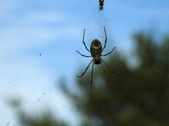 Trichonephila sexpunctata
