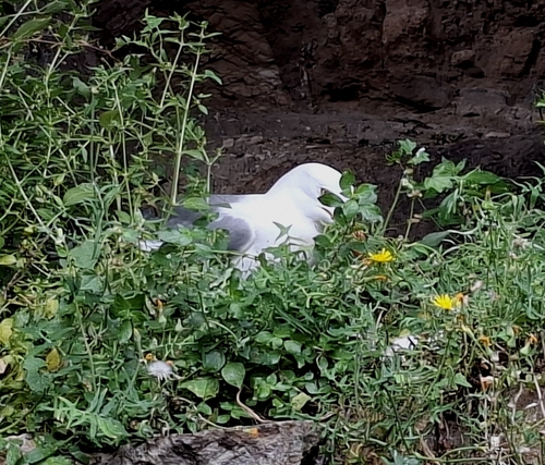 Avistamiento Gaviota patiamarilla