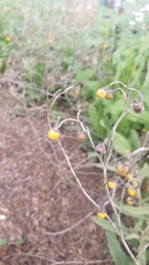 Solanum elaeagnifolium