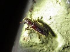 Melalgus plicatus