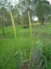 Hordeum bulbosum