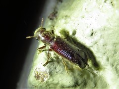 Melalgus plicatus