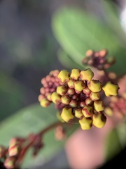 Stigmaphyllon sagraeanum