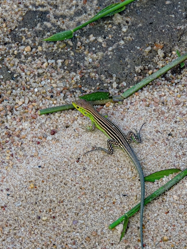 Cryptic Racerunner
