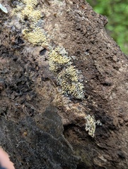 コメハリタケ