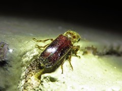 Melalgus plicatus
