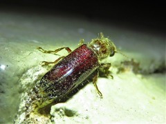 Melalgus plicatus