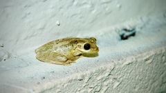 Osteopilus septentrionalis