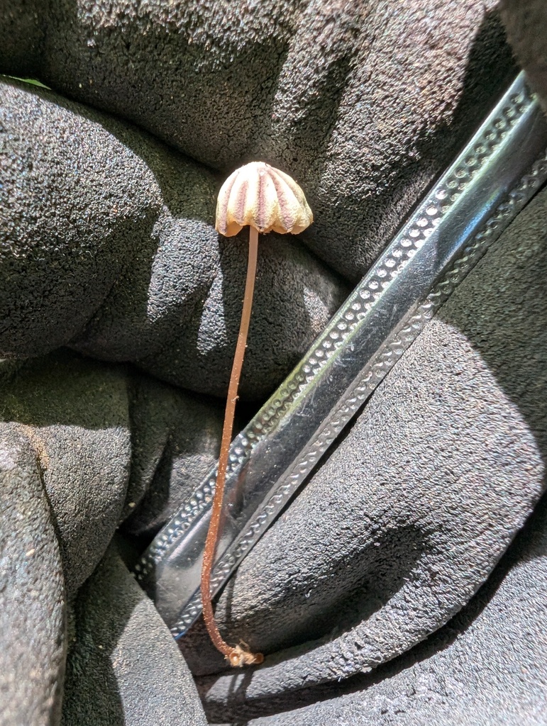 Marasmius purpureostriatus