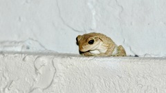 Osteopilus septentrionalis