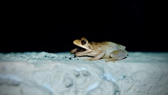 Osteopilus septentrionalis